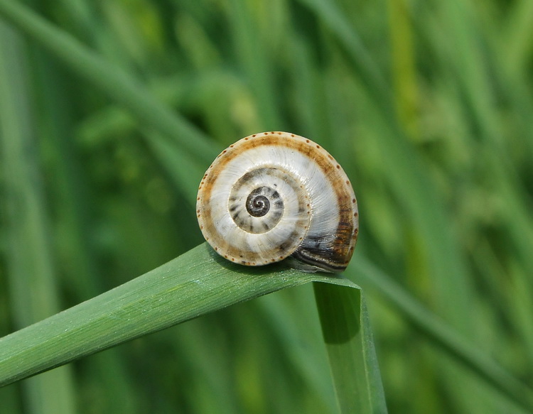 Gasteropode maremmano 2